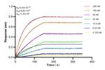 GABRA2 Antibody in Surface plasmon resonance (SPR)
