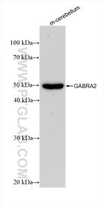 GABRA2 Antibody in Western Blot (WB)