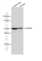 GABRA2 Antibody in Western Blot (WB)