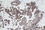 Cytokeratin 13 Antibody in Immunohistochemistry (Paraffin) (IHC (P))
