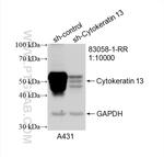 Cytokeratin 13 Antibody in Western Blot (WB)