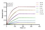 PFAS Antibody in Surface plasmon resonance (SPR)