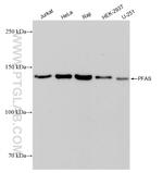 PFAS Antibody in Western Blot (WB)
