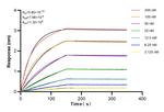 PFAS Antibody in Surface plasmon resonance (SPR)