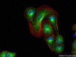 CA11 Antibody in Immunocytochemistry (ICC/IF)