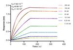CA11 Antibody in Surface plasmon resonance (SPR)