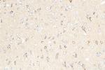 GDNF Antibody in Immunohistochemistry (Paraffin) (IHC (P))