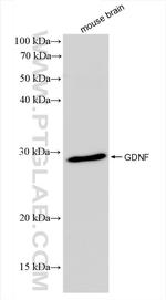 GDNF Antibody in Western Blot (WB)