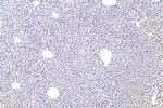 COPA Antibody in Immunohistochemistry (Paraffin) (IHC (P))