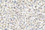 COPA Antibody in Immunohistochemistry (Paraffin) (IHC (P))