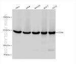COPA Antibody in Western Blot (WB)