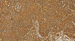 COPA Antibody in Immunohistochemistry (Paraffin) (IHC (P))
