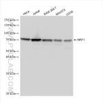 NRF1/nuclear respiratory factor 1 Antibody in Western Blot (WB)
