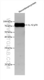 IL-12 p70 Antibody in Western Blot (WB)