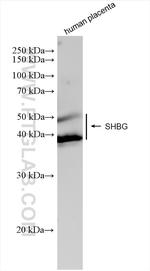 SHBG Antibody in Western Blot (WB)