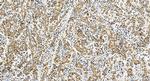 TGOLN2, TGN46 Antibody in Immunohistochemistry (Paraffin) (IHC (P))
