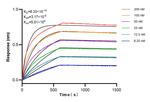 TGOLN2, TGN46 Antibody in Surface plasmon resonance (SPR)