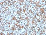 Calpastatin Antibody in Immunohistochemistry (Paraffin) (IHC (P))
