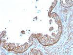 Calpastatin Monoclonal Antibody (CAST/1550)