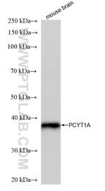 PCYT1A Antibody in Western Blot (WB)