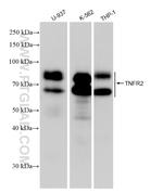 TNFR2 Antibody in Western Blot (WB)