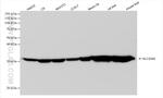 SLC25A5 Antibody in Western Blot (WB)
