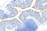 ZO-2 Antibody in Immunohistochemistry (Paraffin) (IHC (P))