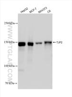 ZO-2 Antibody in Western Blot (WB)