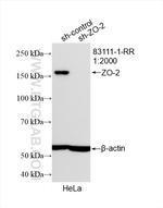ZO-2 Antibody in Western Blot (WB)