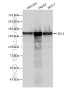 ZO-2 Antibody in Western Blot (WB)