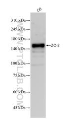 ZO-2 Antibody in Western Blot (WB)