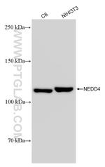 NEDD4 Antibody in Western Blot (WB)