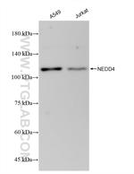 NEDD4 Antibody in Western Blot (WB)