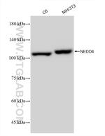 NEDD4 Antibody in Western Blot (WB)
