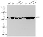 OGT Antibody in Western Blot (WB)