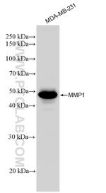 MMP1 Antibody in Western Blot (WB)