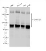 NSD3 Antibody in Western Blot (WB)