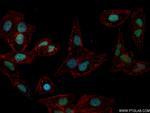 INO80 Antibody in Immunocytochemistry (ICC/IF)