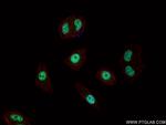 INO80 Antibody in Immunocytochemistry (ICC/IF)