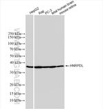 HNRPDL Antibody in Western Blot (WB)
