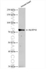 NLRP10 Antibody in Western Blot (WB)