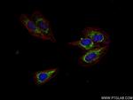 MTCO2 Antibody in Immunocytochemistry (ICC/IF)
