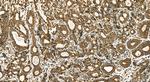 MTCO2 Antibody in Immunohistochemistry (Paraffin) (IHC (P))