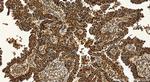 MTCO2 Antibody in Immunohistochemistry (Paraffin) (IHC (P))