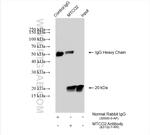 MTCO2 Antibody in Immunoprecipitation (IP)