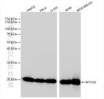 MTCO2 Antibody in Western Blot (WB)