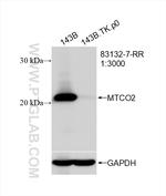 MTCO2 Antibody in Western Blot (WB)