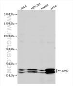 JUND Antibody in Western Blot (WB)
