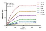 RNF31/HOIP Antibody in Surface plasmon resonance (SPR)