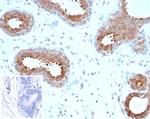 BAP1 (BRCA1 Associated Protein 1) Recombinant Rabbit Monoclonal Antibody (BAP1/6861R)